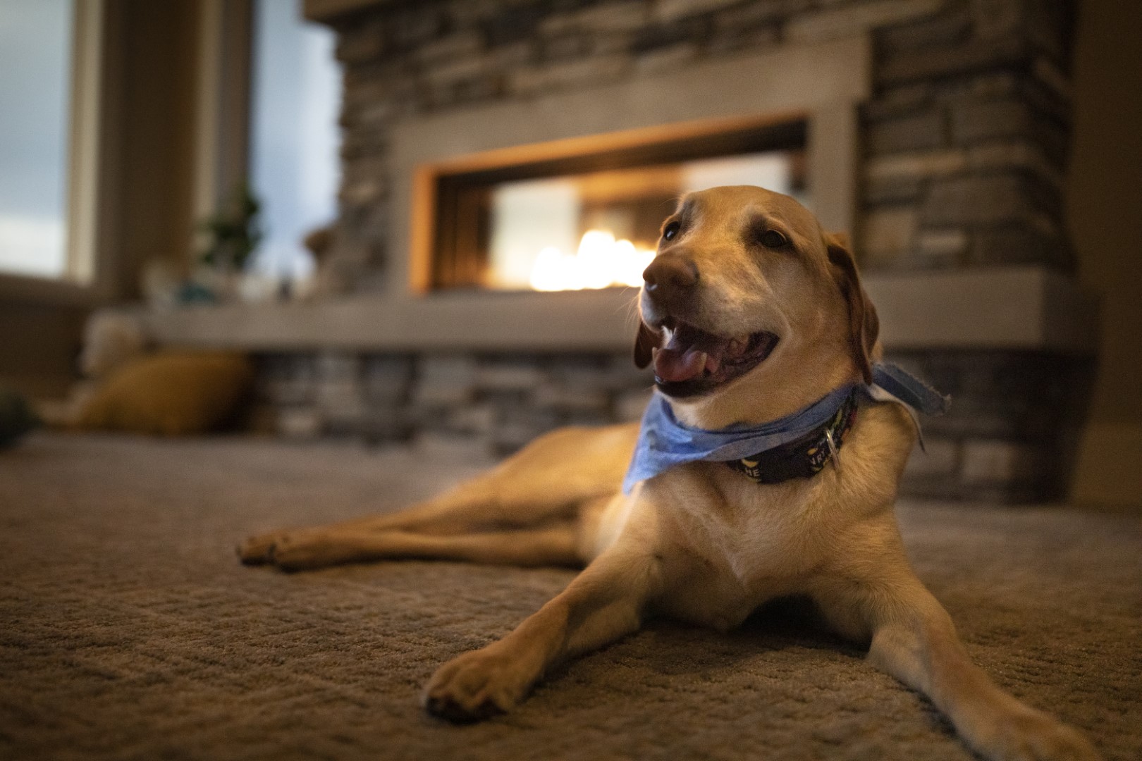 Dog resting in front of fireplace